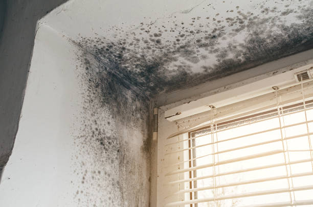 Affordable Mold Remediation solutions in Stevenson, WA